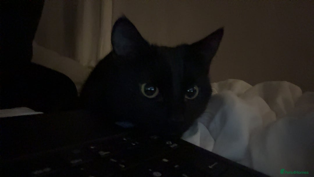 Mixed Breed cats for sale: Moggy cat ‘Florence / Flo’ - Advert 8