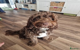 Cockapoo dogs for sale: MALE Cockapoo for sale - Image 2