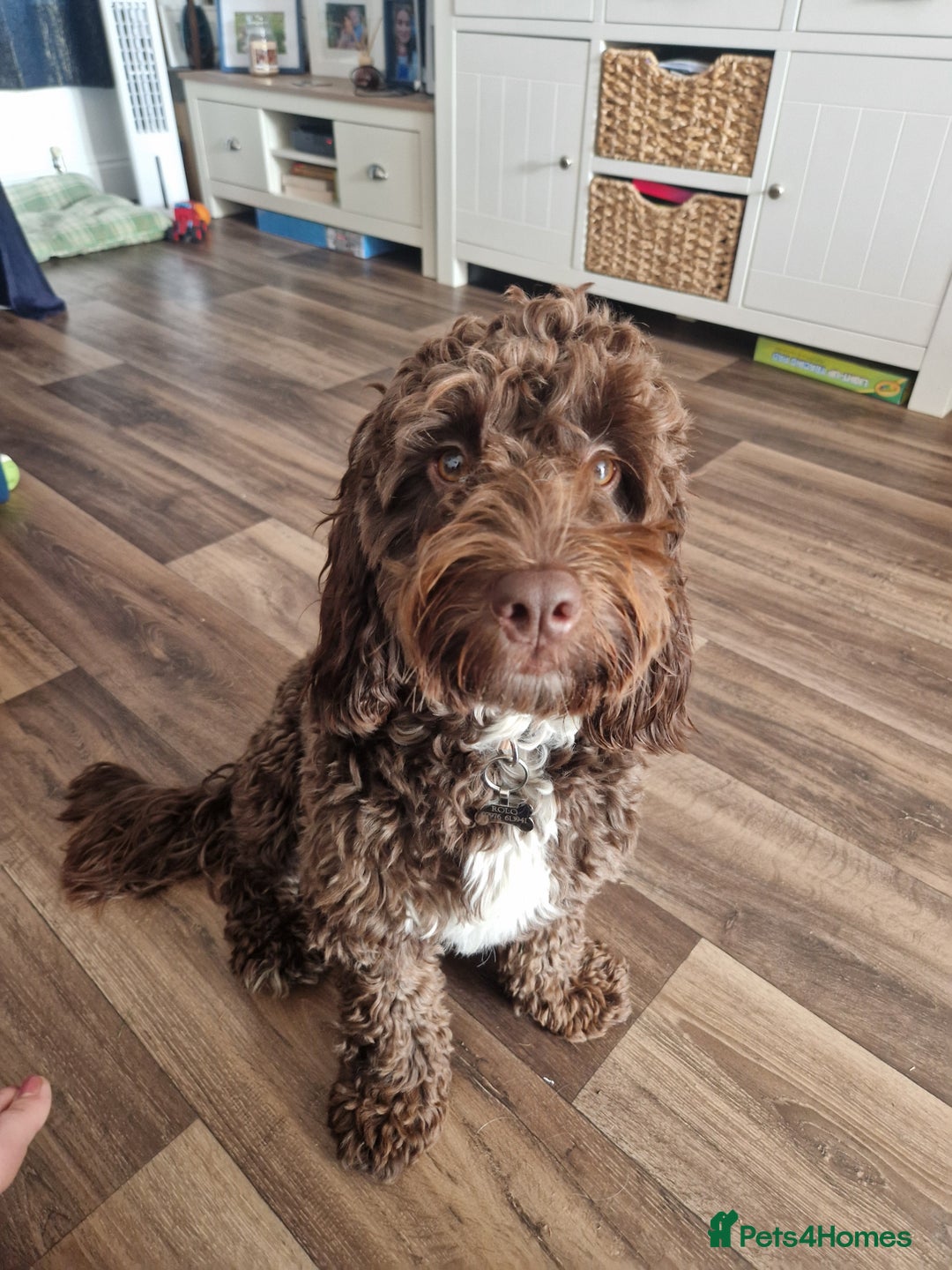 Cockapoo dogs for sale: MALE Cockapoo for sale - Image 2