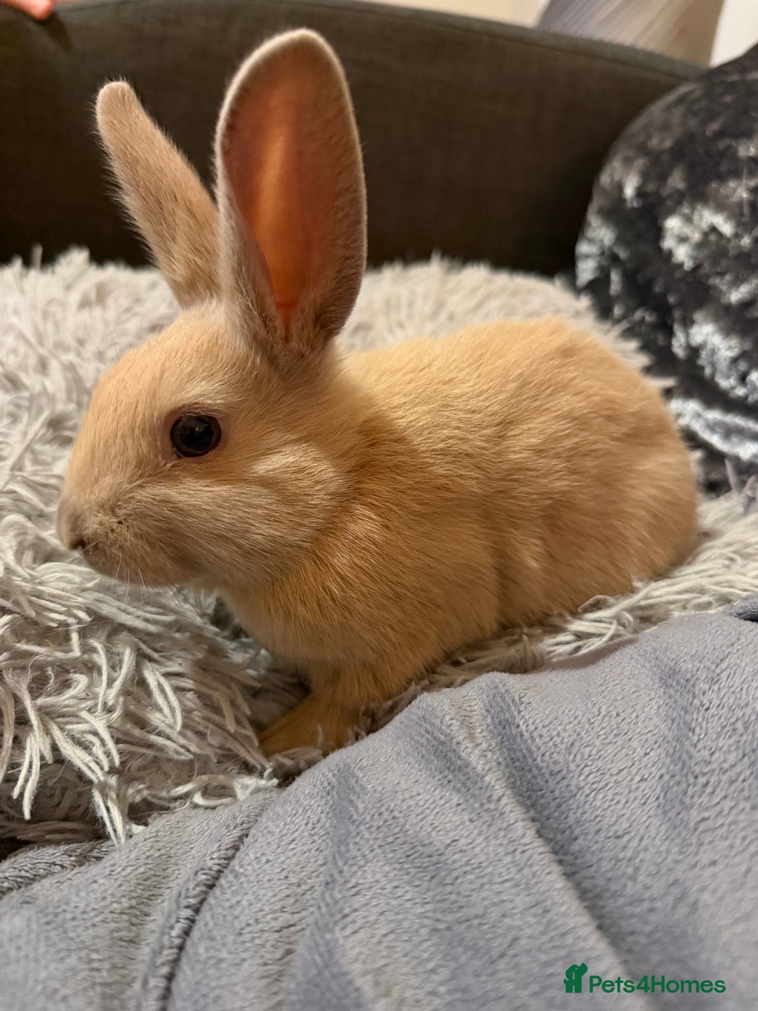 Mixed Breed rabbits for sale: Bunnies for Sale - Advert 2