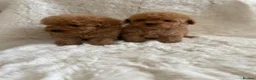 Toy Poodle dogs for sale: Toy poodle only 1 boy available now  - Advert 9