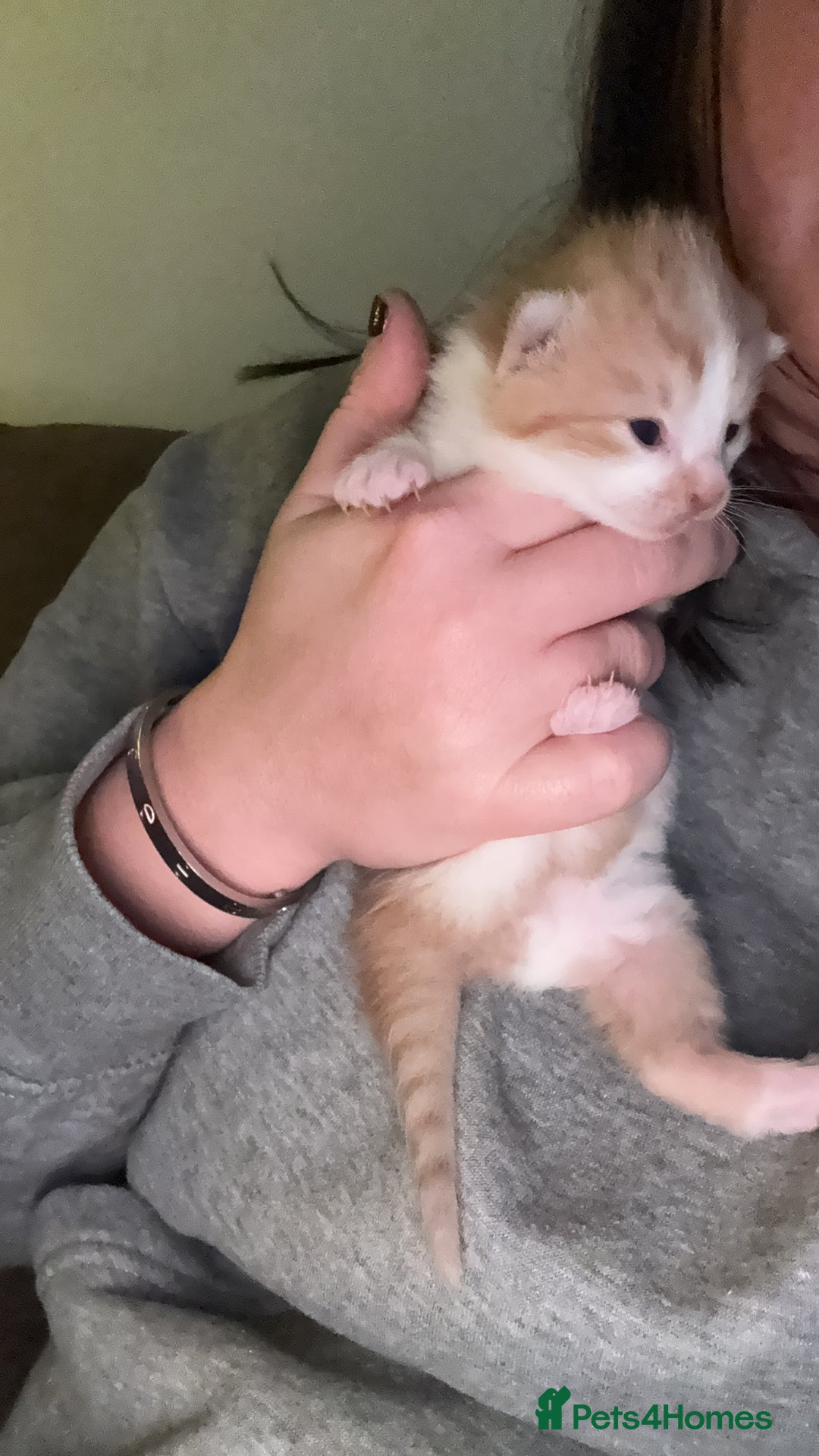 British Shorthair cats for sale: Beautiful kittens 3 girls 1 boy  - Advert 5