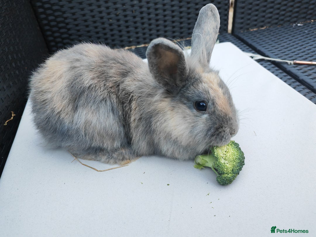 Mixed Breed rabbits for sale: 🐇 RABBITS🐇 Healthy, well-fed pets available now  - Image 2