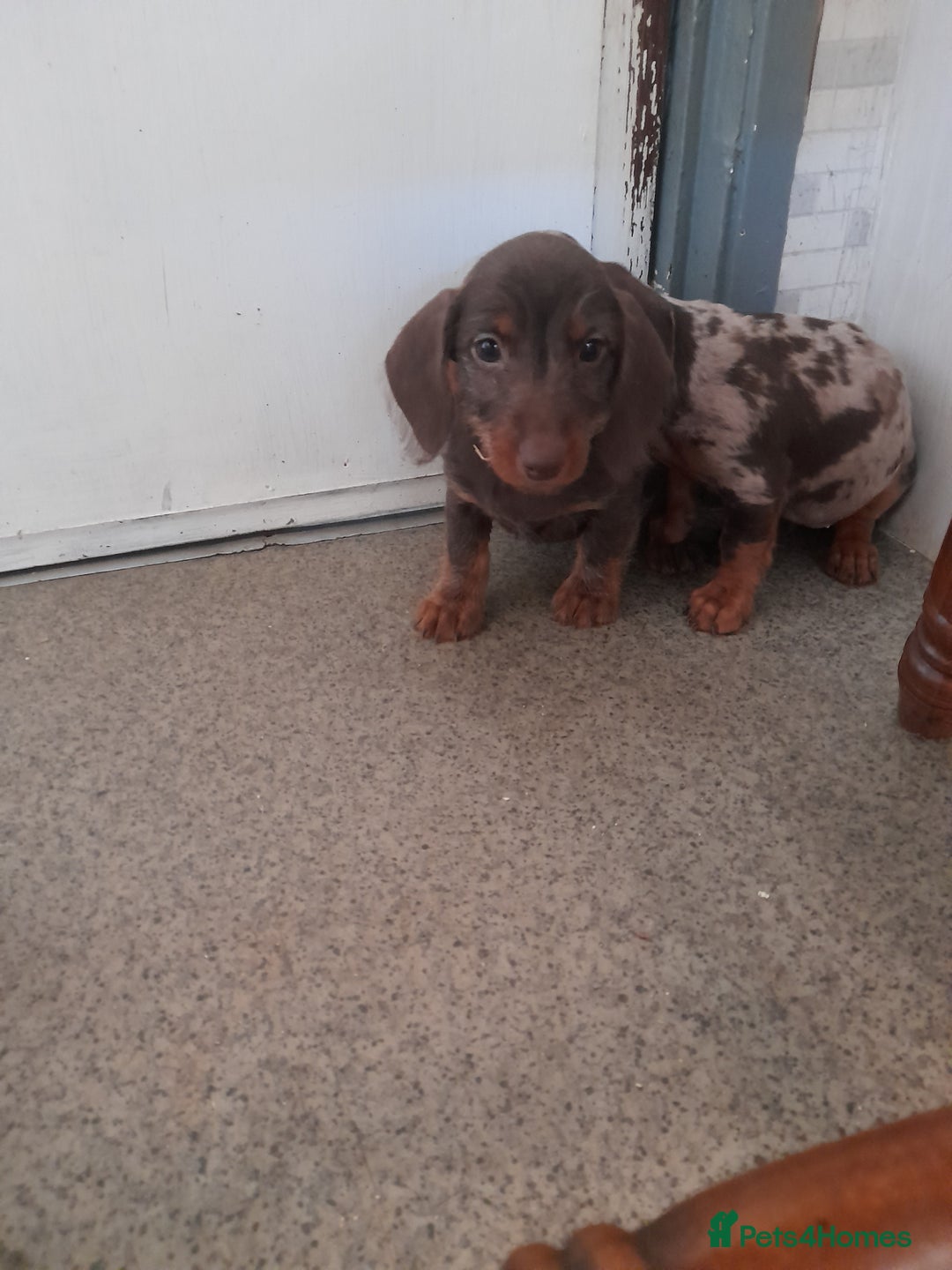 Miniature Dachshund dogs for sale: Miniture dashounds wire hair  - Image 6