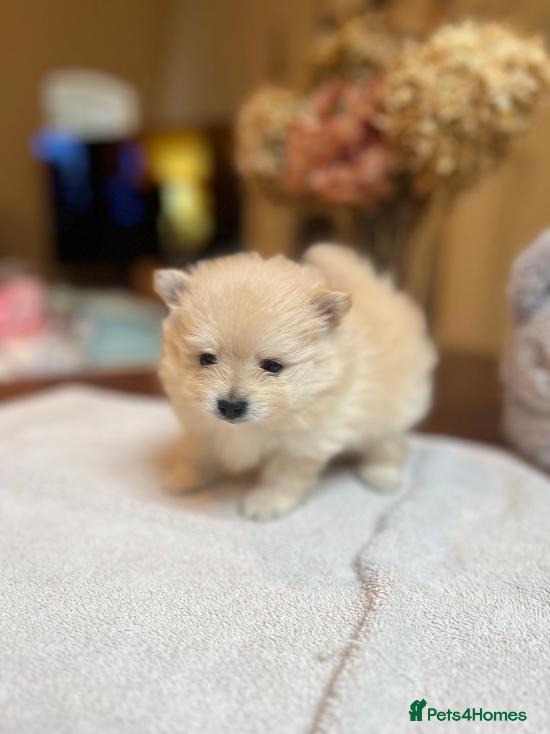 Pomeranian dogs for sale: Pomeranian puppies to die for - Advert 8