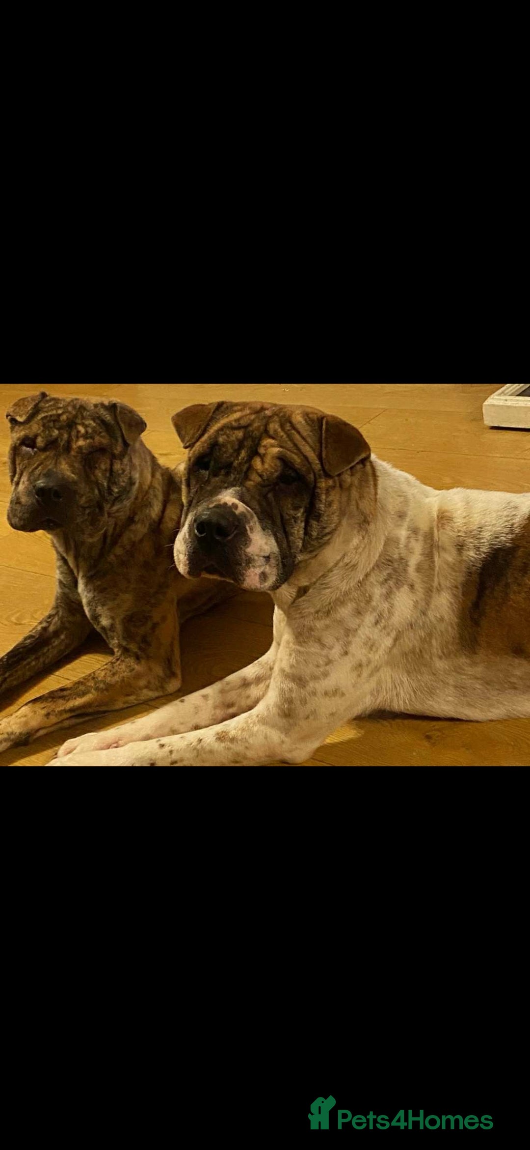 Mixed Breed dogs Two Shar Pei/American Bulldog Sisters - Advert 1