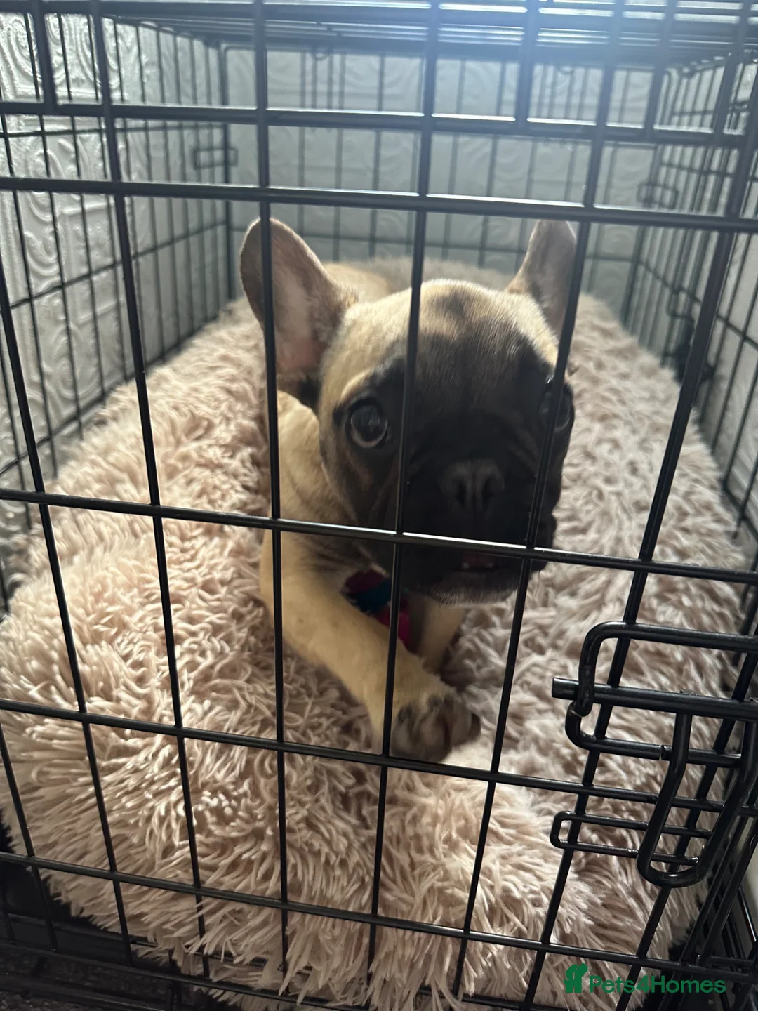 French Bulldog dogs for sale: 6 month old female French bulldog  in Walsall - Advert 3