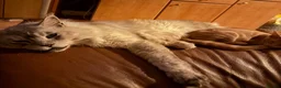 Maine Coon cats for sale: Gorgeous Maine Coon kittens looking for homes - Advert 28