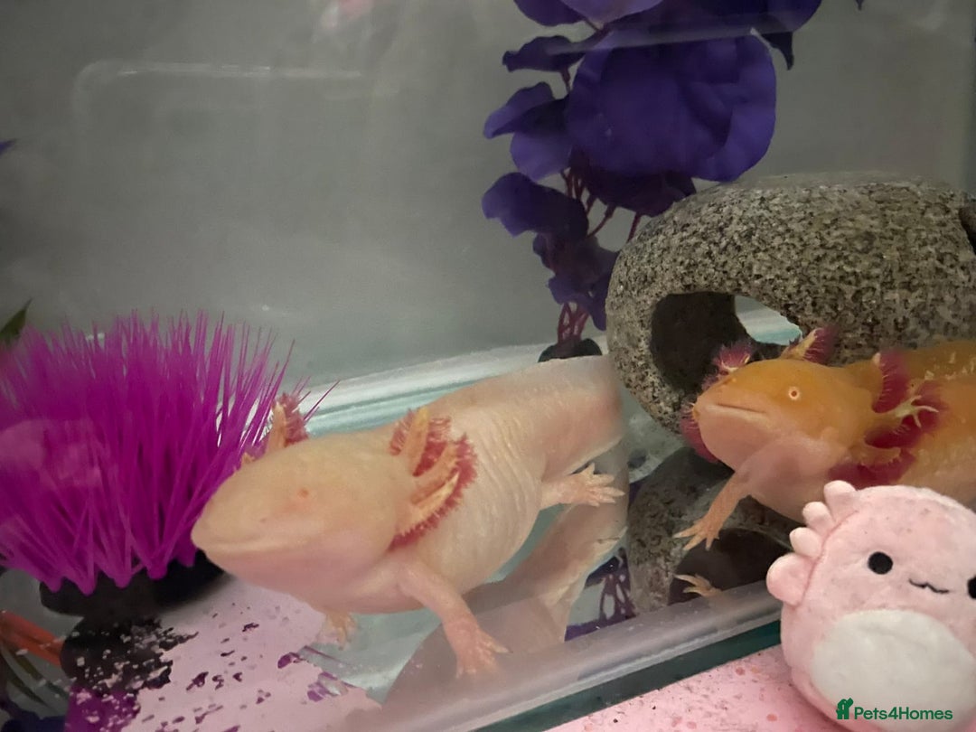 Axolotl reptiles for sale: 2 Albino axolotls with full set up! - Image 1