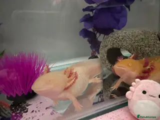 Axolotl reptiles 2 Albino axolotls with full set up! - Advert 18