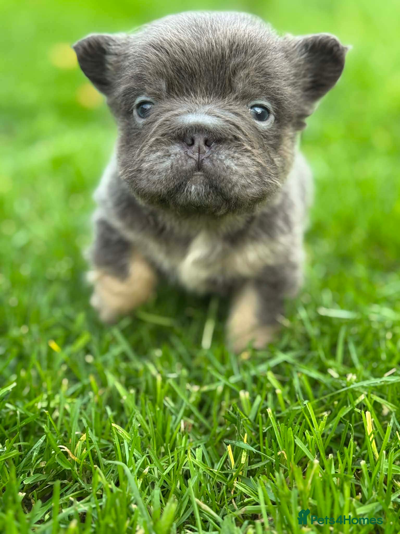 French Bulldog dogs BEAUTIFUL LILAC AND TAN FLUFFY FEMALE  - Advert 1