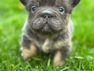 French Bulldog dogs 5 AMAZING QUALITY FRENCH BULLDOG PUPS - Advert 4