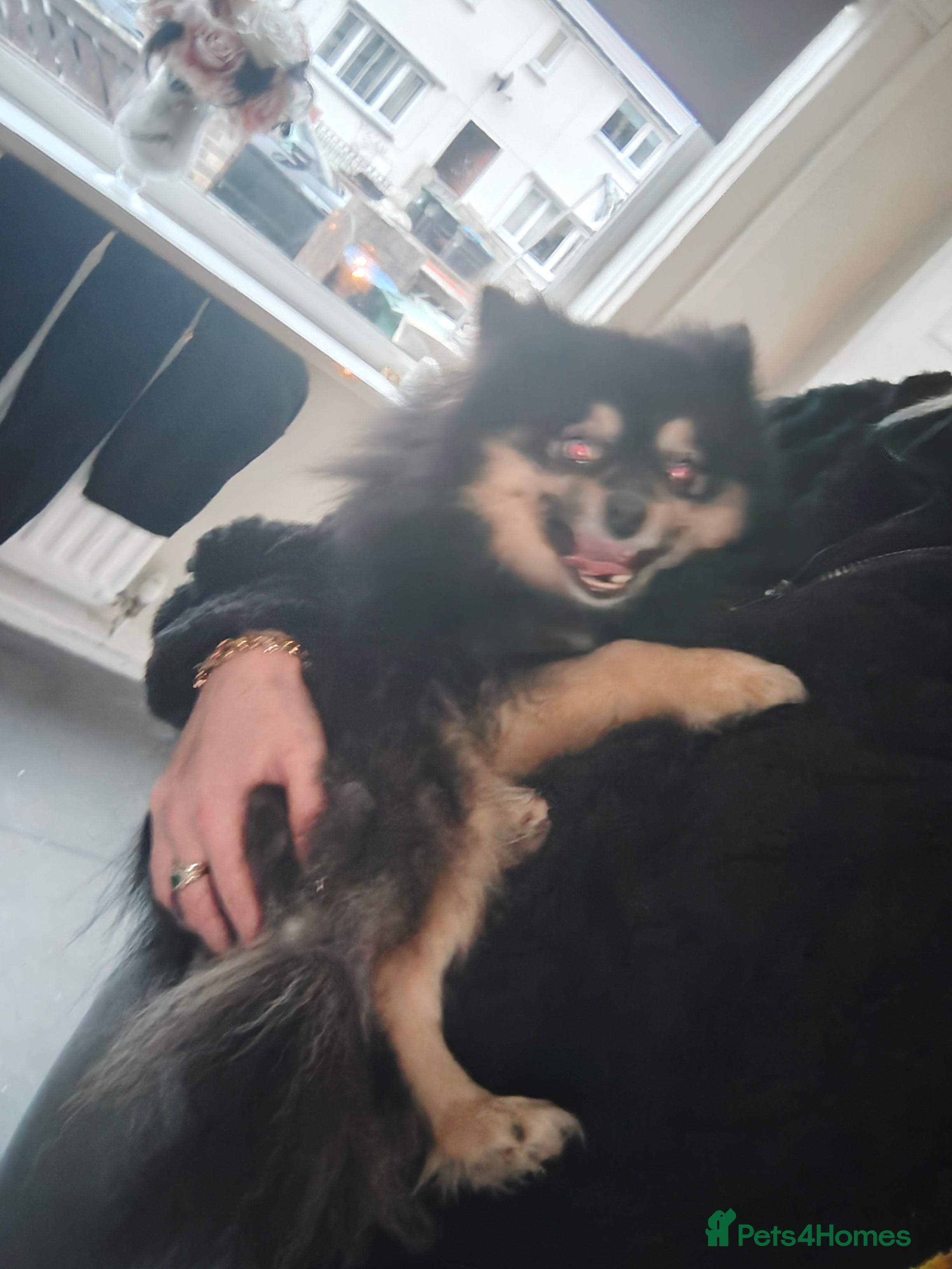 Pomeranian dogs Adult male Pomeranian  - Advert 3