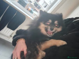 Pomeranian dogs Adult male Pomeranian - Advert 3