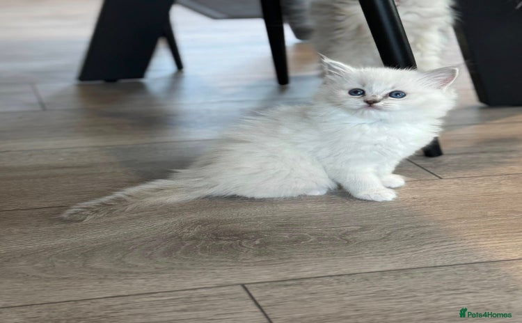 Ragdoll cats - Advert 3