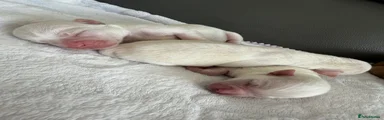 Chihuahua 4