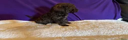 Toy Poodle dogs for sale: GORGEOUS Toy Poodles, DNA health tested parents  - Advert 27