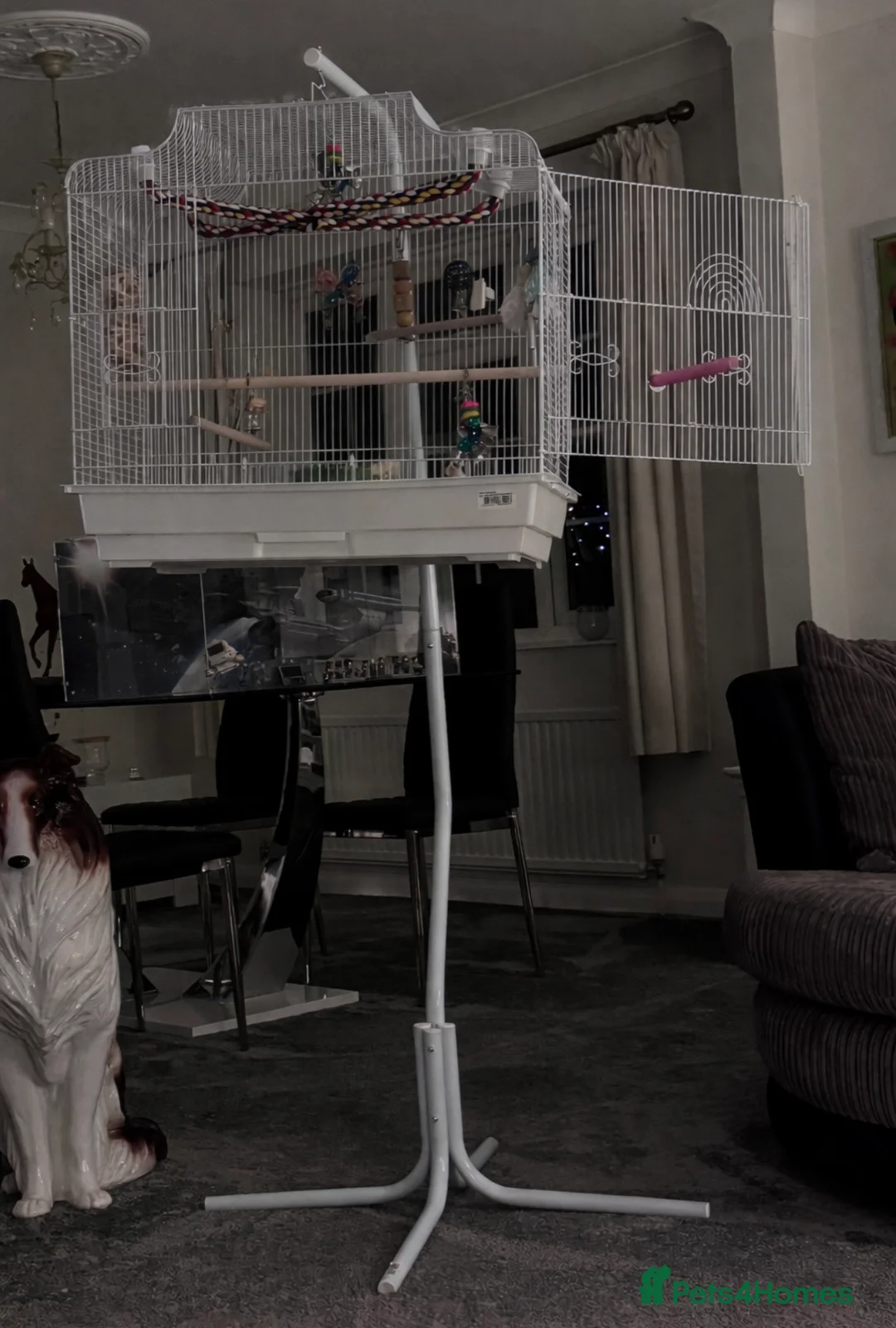 Budgerigars birds for sale: Tame Male Exhibition Budgie  - Advert 14