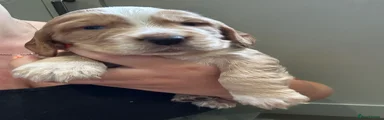 Cocker Spaniel 1