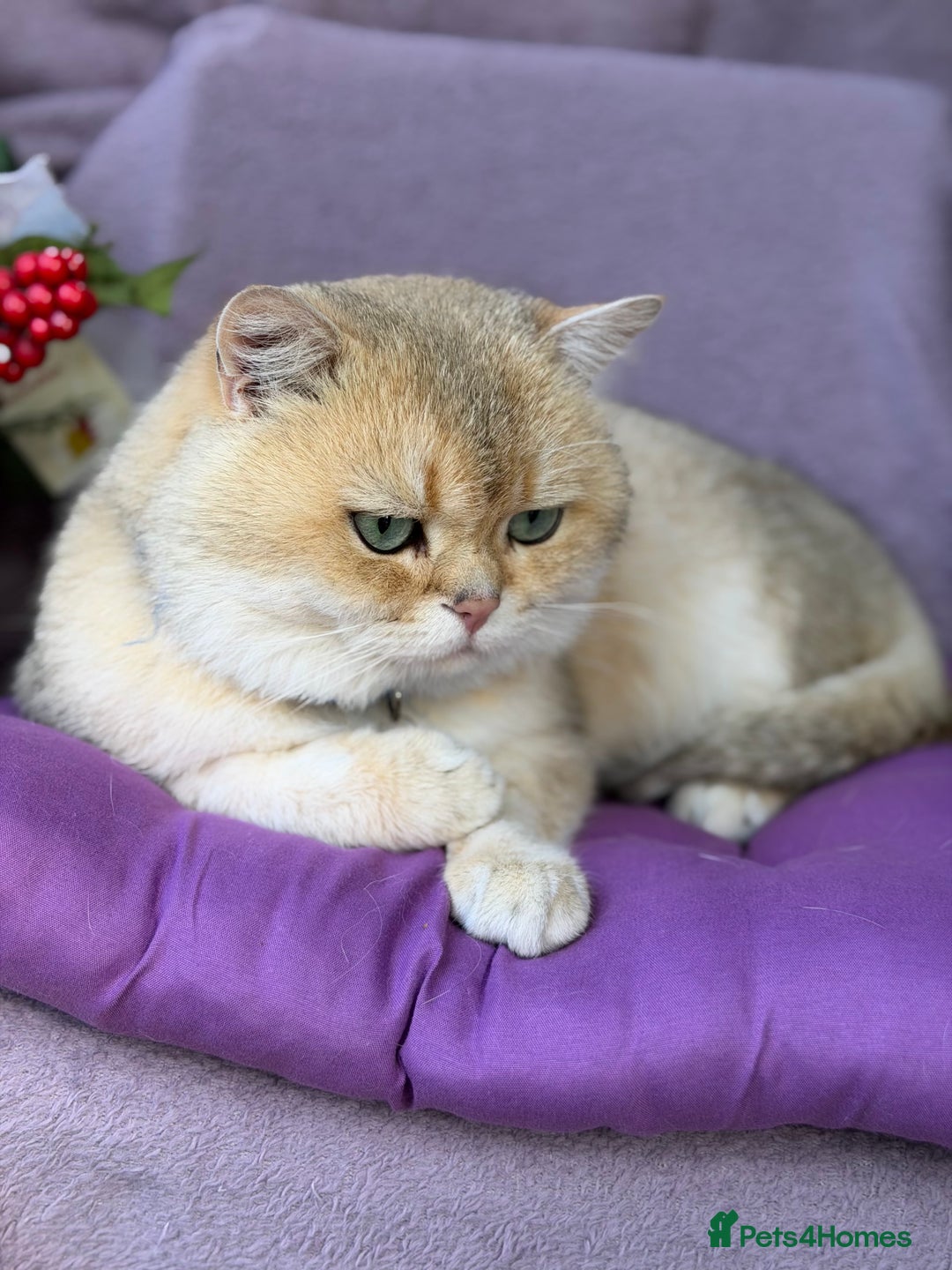 British Shorthair cats for sale: Adorable British sh silver shaded TICA - Advert 12