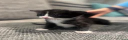 Domestic Shorthair cats for sale: Kittens for sale in Dunstable - Advert 11
