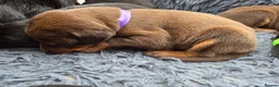 Dobermann dogs for sale: Healthy, happy Dobermann puppies available - Advert 13