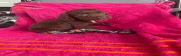 Sprocker dogs for sale: 5 chocolate Sprockers  - Advert 12
