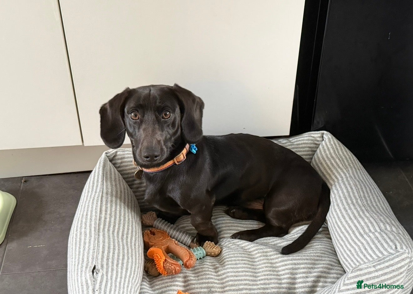Miniature Dachshund dogs 2 year old miniature dachshund  - Advert 1