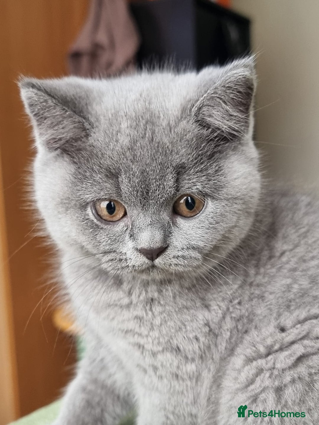 British Shorthair cats for sale: 4 month old British shorthair  - Advert 3