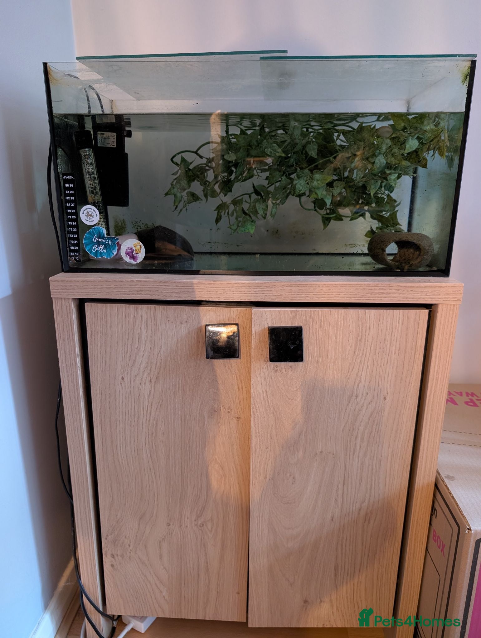 Axolotl reptiles 6yo Leucistic White Axolotl with tank set up - Advert 1