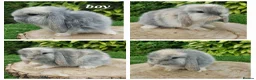 Mini Lop rabbits for sale: Pure bred mini lop baby rabbits  - Advert 6