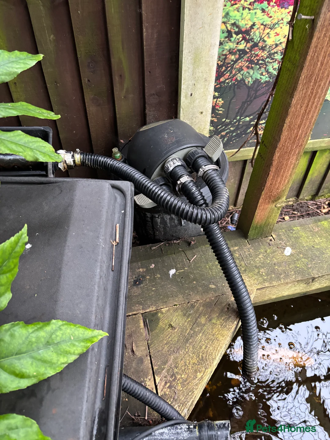 Koi Carp fish for sale: Koi carp - Advert 2