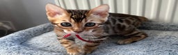 Bengal cats for sale: Beautiful Bengal babies ready this weekend  - Advert 6