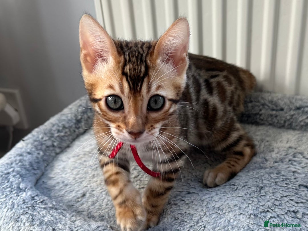 Bengal cats for sale: Beautiful Bengal babies ready this weekend  - Advert 6