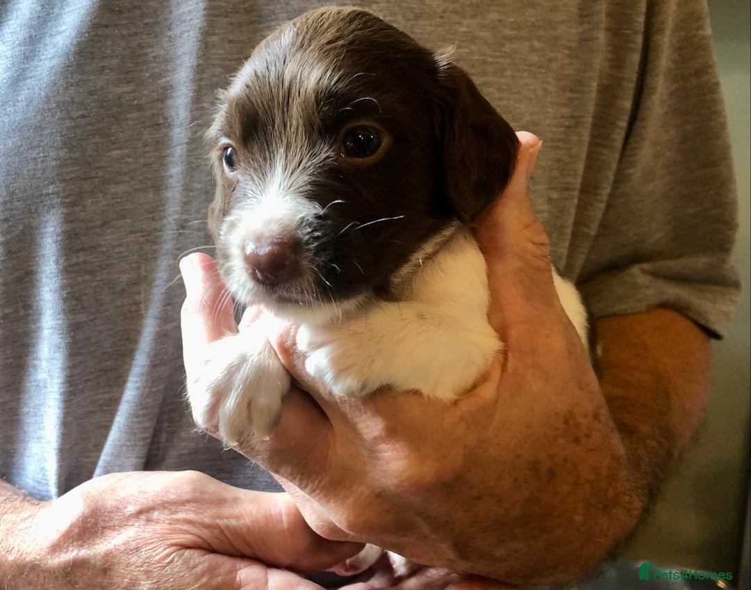 English Springer Spaniel dogs for sale: 5th Gen Springers: Purebred, 7th litter, 36 total - Image 30