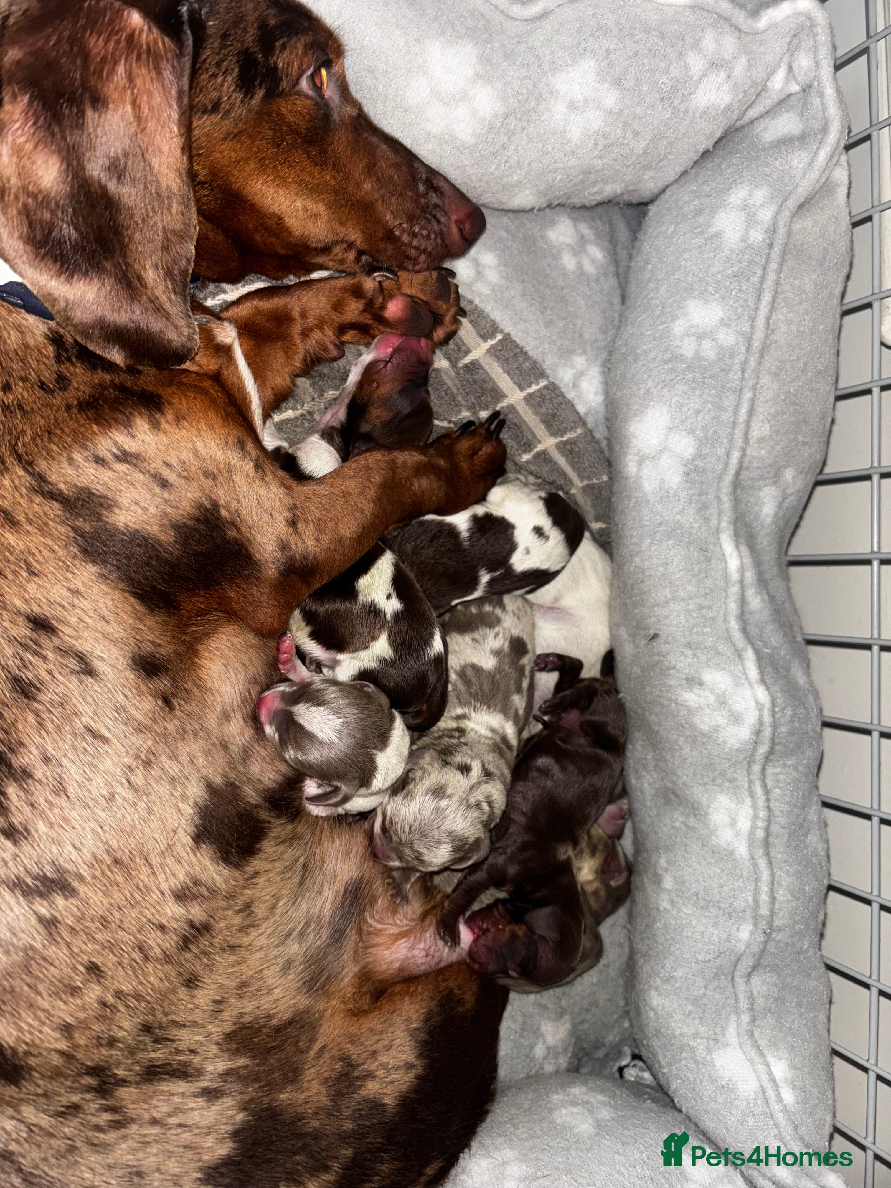 Miniature Dachshund dogs Unusual pied coloured mini dachshunds  - Advert 1