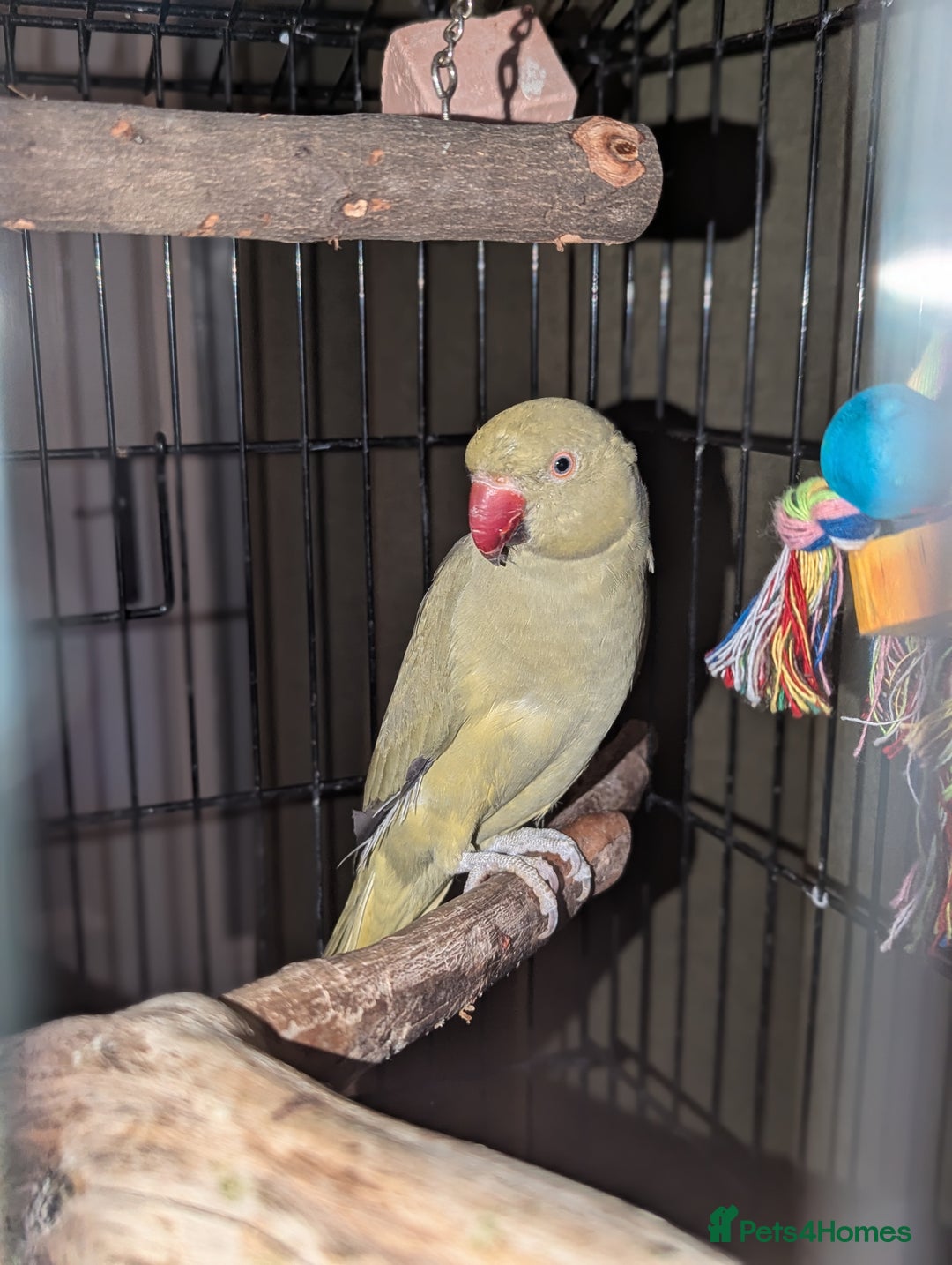 Parrots birds for sale: Ring neck parrot  - Image 2