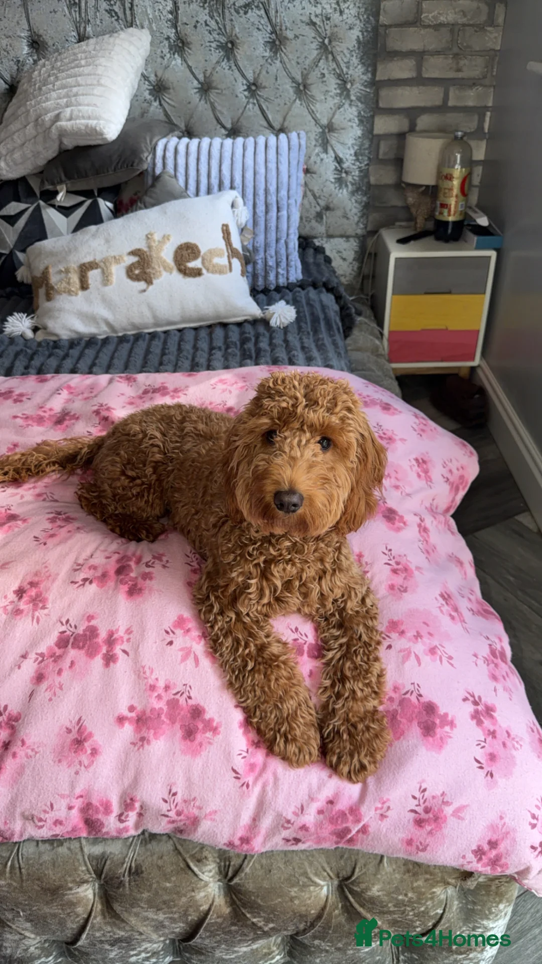 Cockapoo dogs for sale: 7 month old female cockapoo  - Advert 2