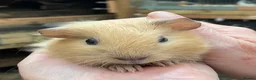 Guinea Pig rodents for sale: Lovely baby guinea pig boys - Advert 5