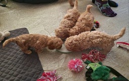 Poochon dogs for sale: Beautiful Poochon Puppies - Image 3