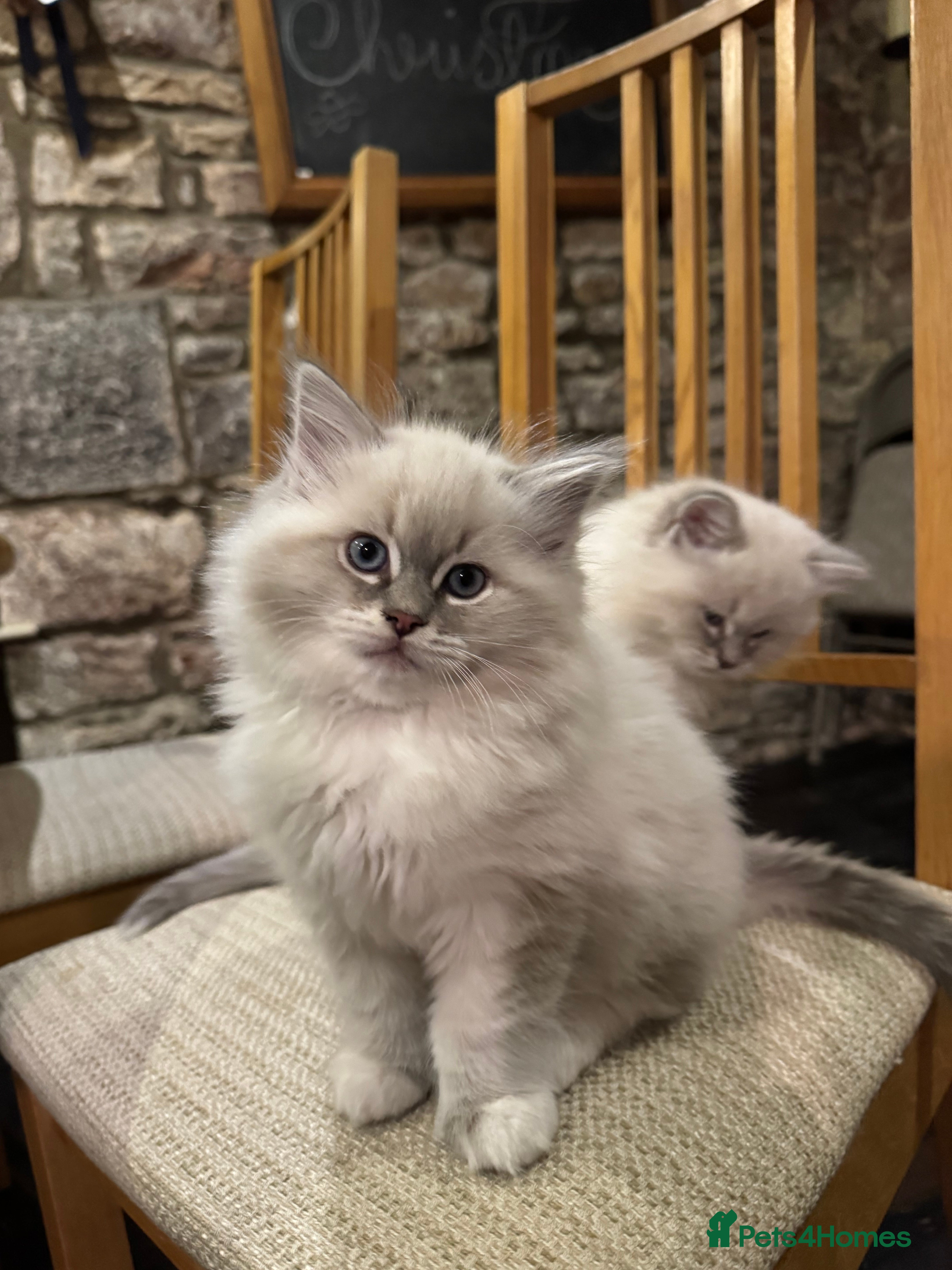 Ragdoll cats Beautiful Siberian Ragdoll cross kittens for sale - Advert 4