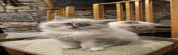 Ragdoll cats for sale: Beautiful Siberian Ragdoll cross kittens for sale - Advert 1