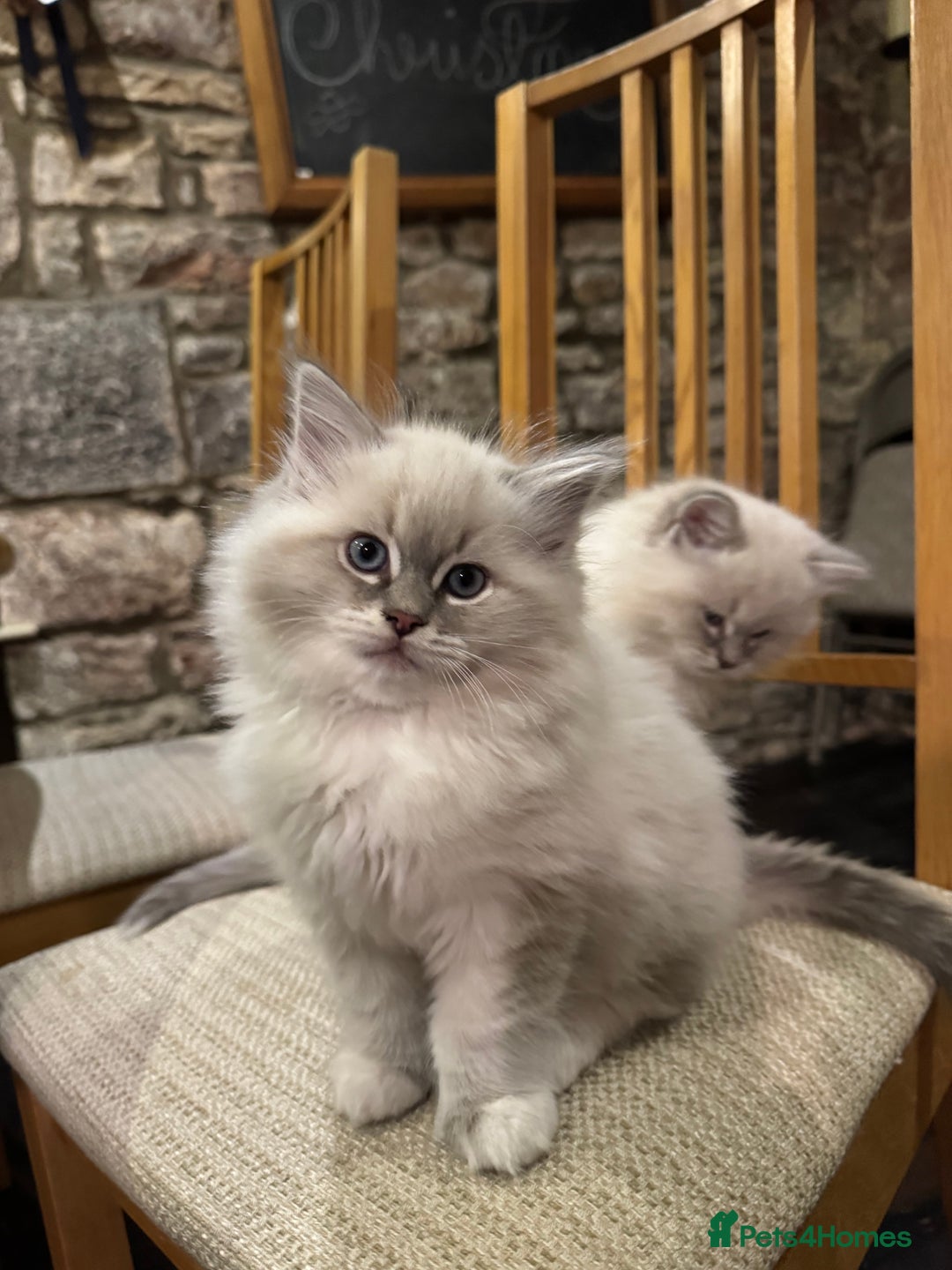 Ragdoll cats for sale: Beautiful Siberian Ragdoll cross kittens for sale - Advert 1