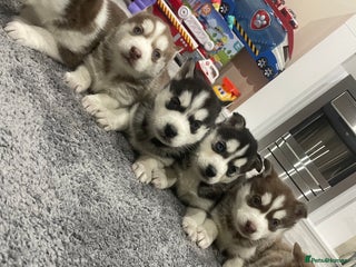 Siberian Husky dogs 6 beautiful Siberian huskies - Advert 10