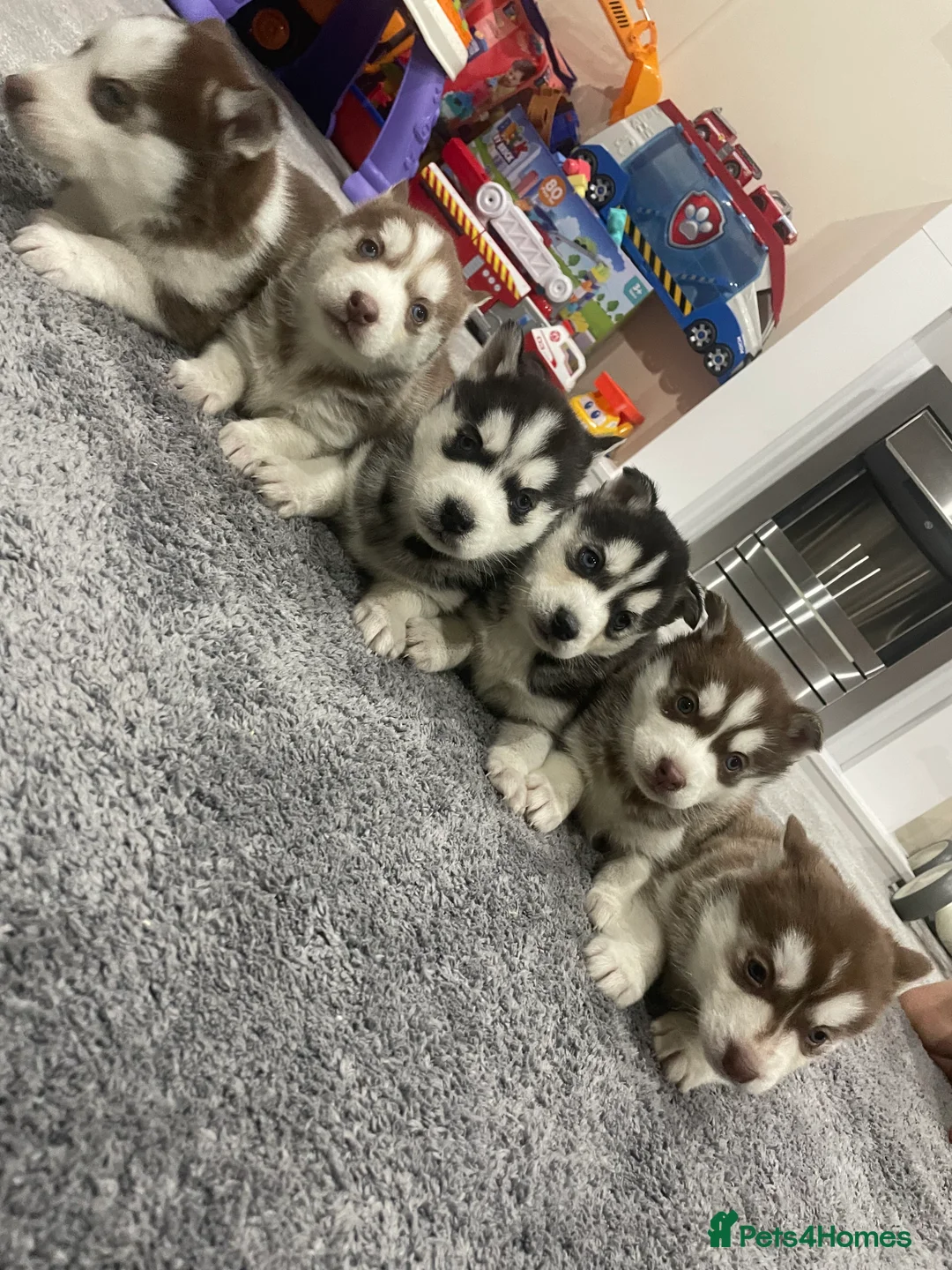 Siberian Husky dogs for sale: 5 beautiful Siberian huskies  - Advert 2