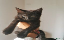 Bombay cats for sale: 6 beautiful Bombay kittens  - Image 17