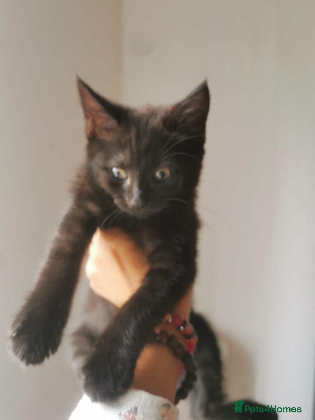 Bombay cats for sale: 6 beautiful Bombay kittens  - Image 17