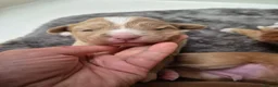 Nova Scotia Duck Tolling Retriever dogs for sale: Scalpsie Toller Puppies  - Advert 10