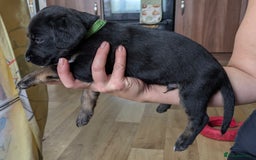 Mixed Breed dogs for sale: Jack, Springer X staffy, lurcher puppies - Image 5