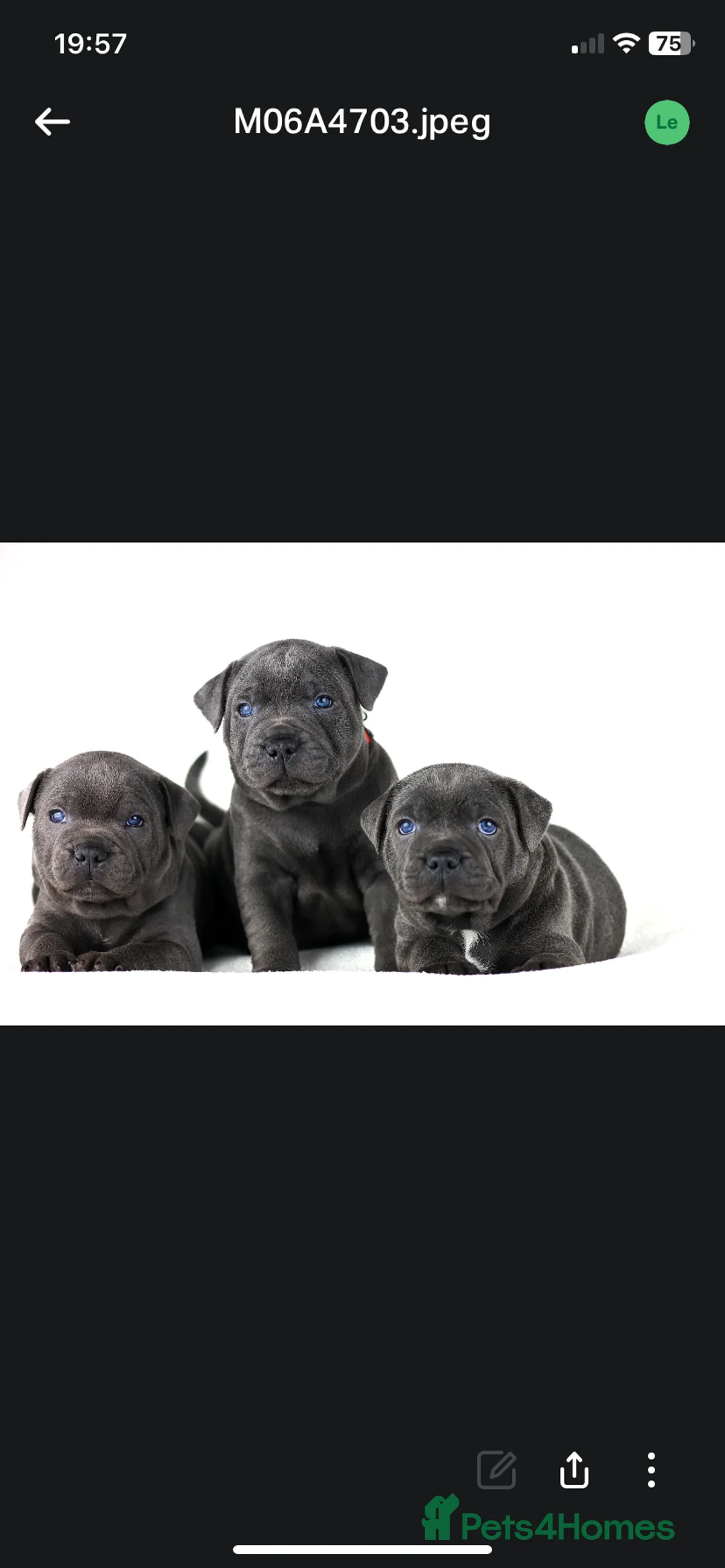 Staffordshire Bull Terrier dogs for stud: PROVEN Staffordshire bull terrier stud  - Advert 7